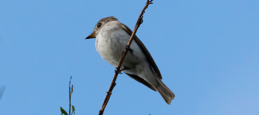 Picture of Asian Brown Flycatcher