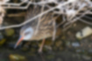 Water Rail