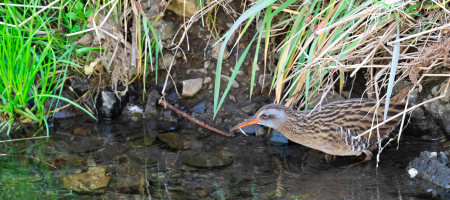 Picture of Water Rail