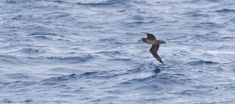Picture of Black-footed Albatross