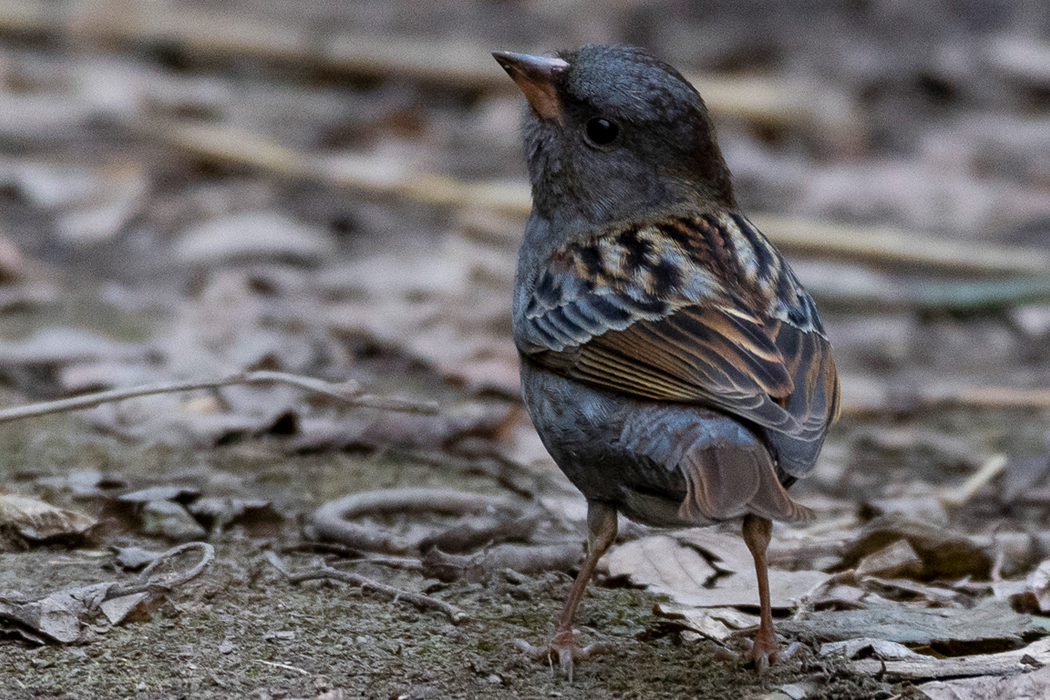 クロジの特徴 分布 生態 写真をご紹介します 目に見えるいきもの図鑑