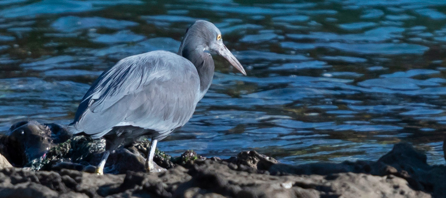 Picture of Pacific Reef Heron