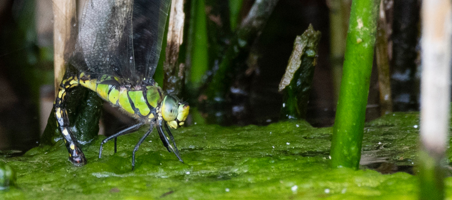 Picture of Anax nigrofasciatus nigrofasciatus