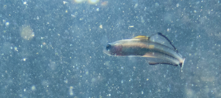 Picture of Blackfin dartfish