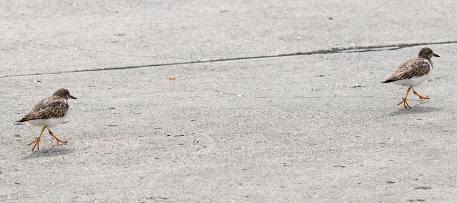 Picture of Ruddy Turnstone