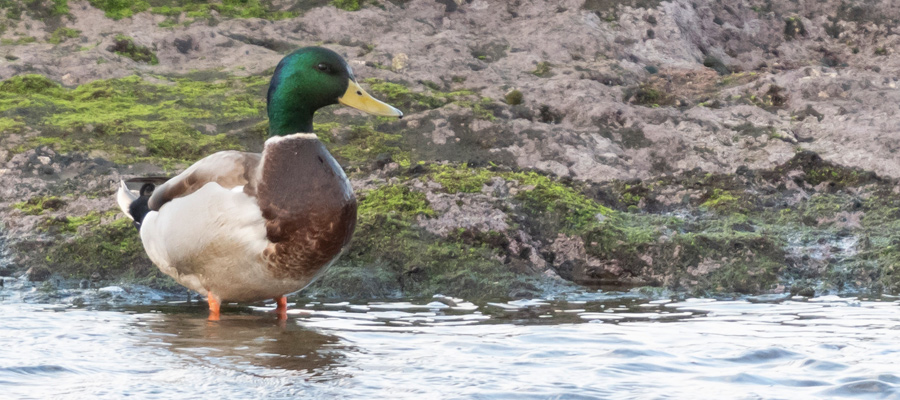 Picture of Mallard