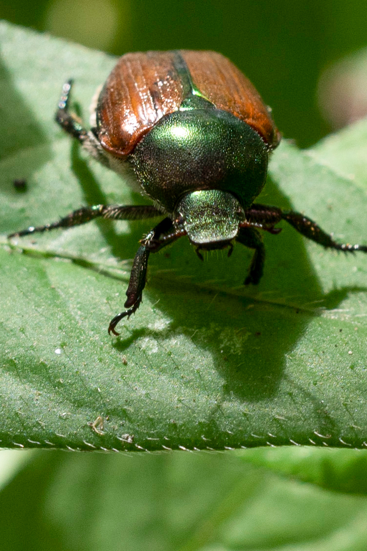 Pictures of Japanese beetle.