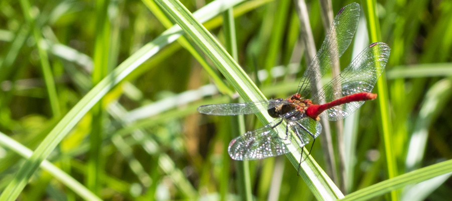 Picture of Sympetrum eroticum