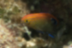 Speckled damselfish