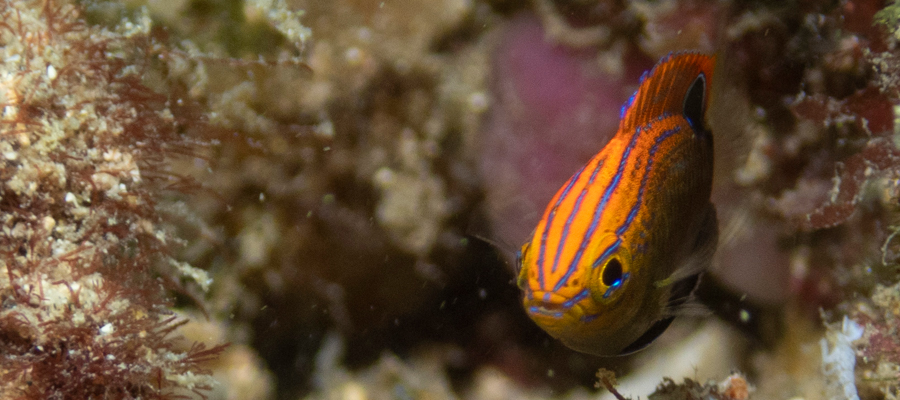 Picture of Speckled damselfish