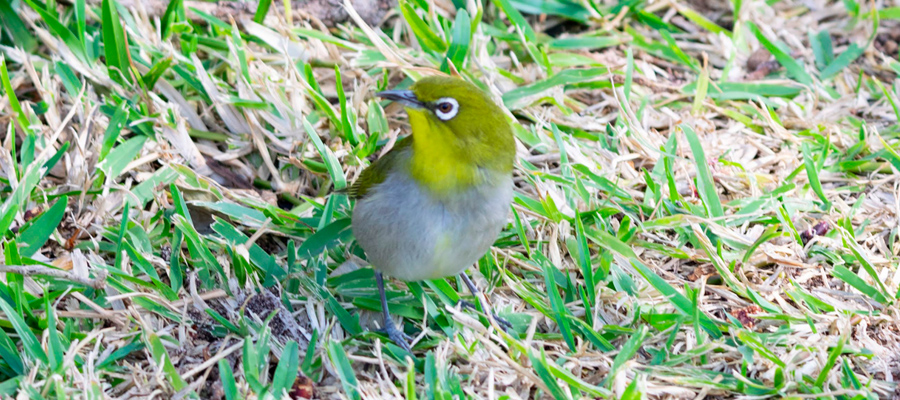 メジロの特徴 分布 生態 写真をご紹介します 目に見えるいきもの図鑑