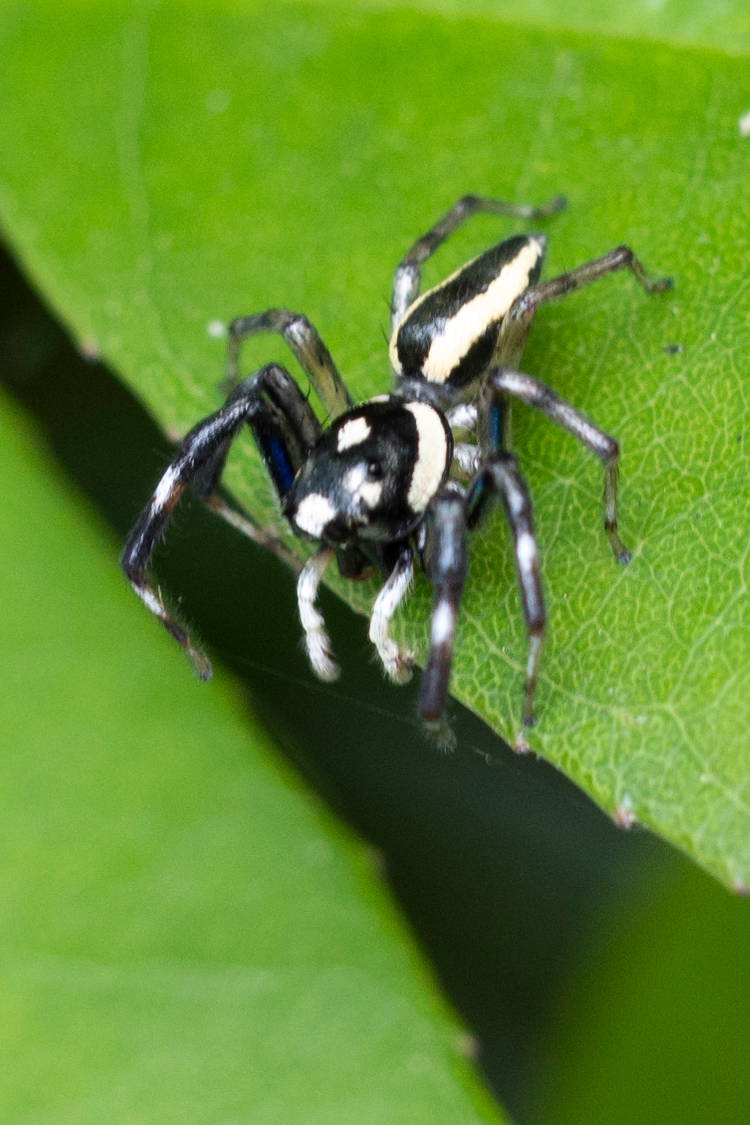 Pictures of Phintella versicolor.