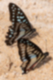 ミカドアゲハの画像