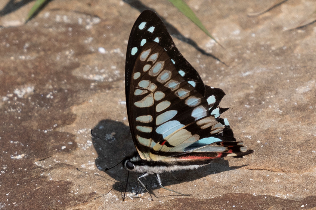Common Jay