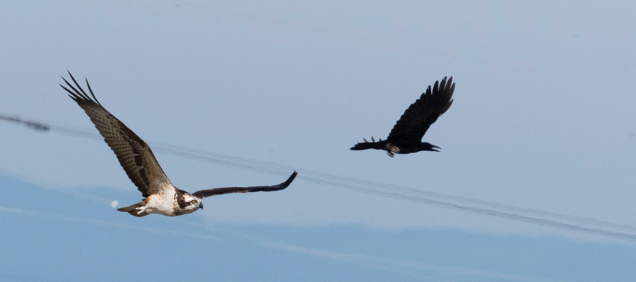 Picture of Osprey