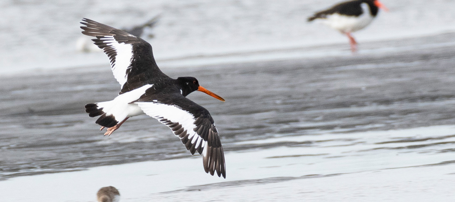 Picture of Eurasian Oystercatcher