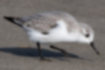 Sanderling