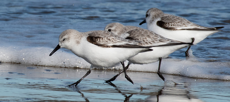 Picture of Sanderling