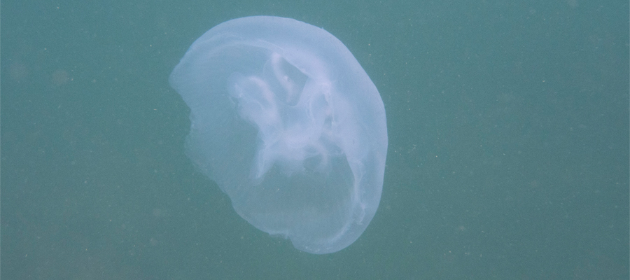 Picture of Moon Jelly
