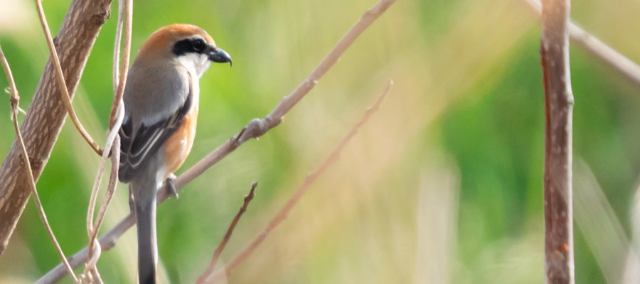 Picture of Bull-headed Shrike