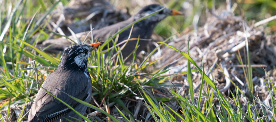 Picture of White-cheeked Starling