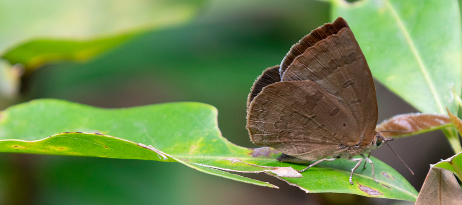 Picture of Narathura japonica