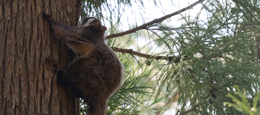 Picture of Japanese giant flying squirrel