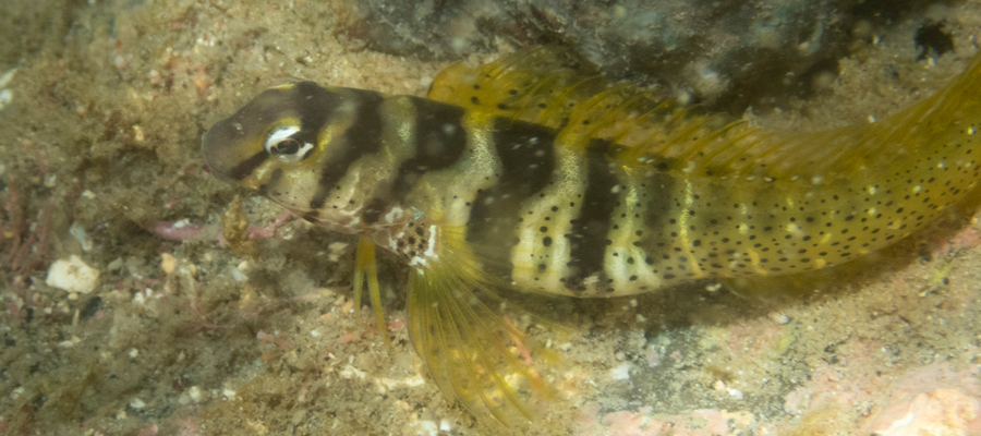 Picture of Elegant blenny