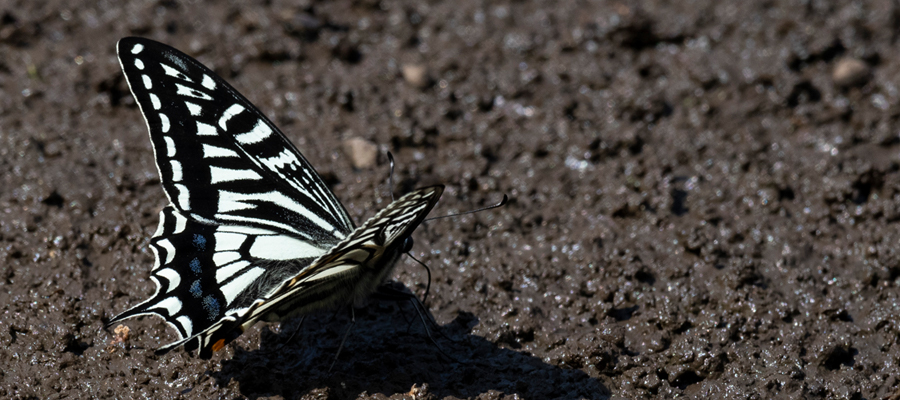 Picture of Asian Swallowtail