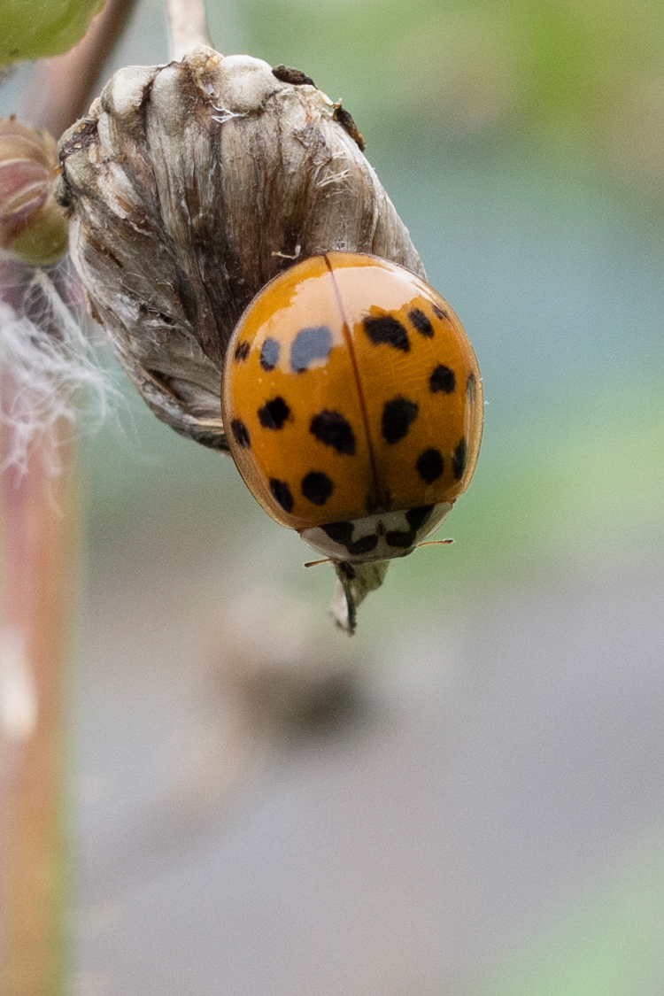 Pictures of Asian ladybird beetle.