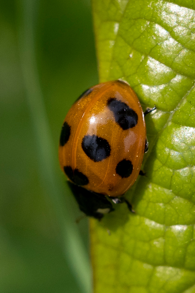 Pictures of Seven-spot ladybird.