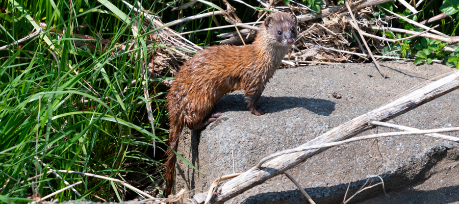 Picture of Japanese weasel