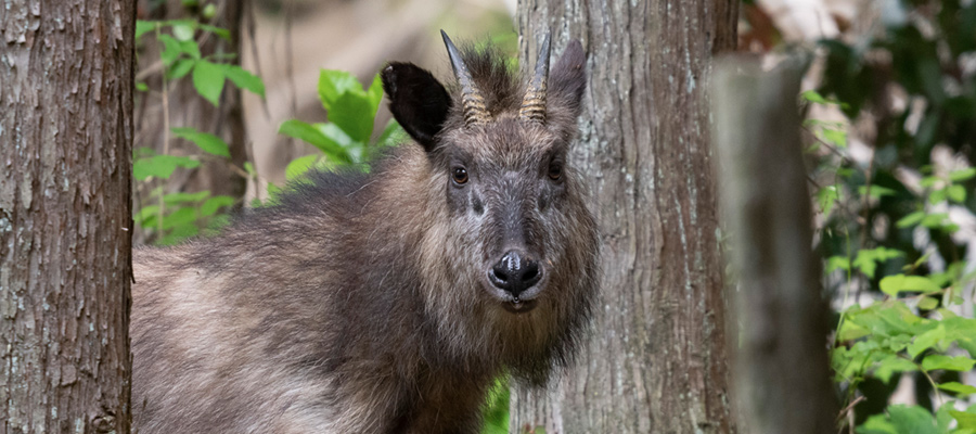 Picture of Japanese serow