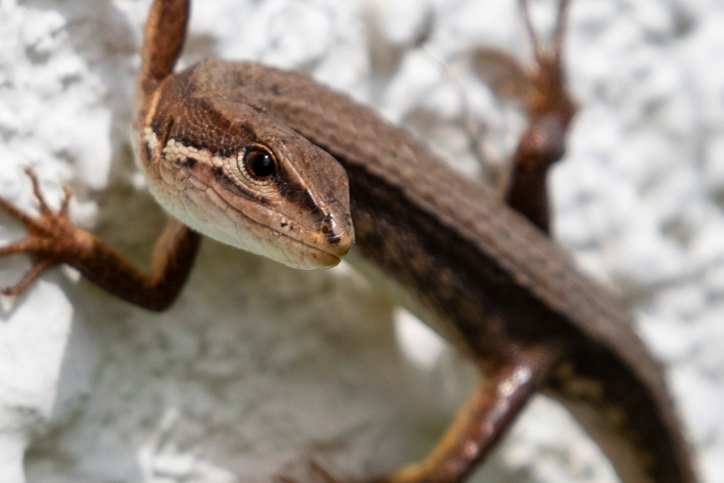 ニホンカナヘビの特徴 分布 生態 写真をご紹介します 目に見えるいきもの図鑑