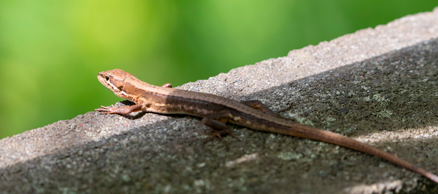 Picture of Japanese grass lizard
