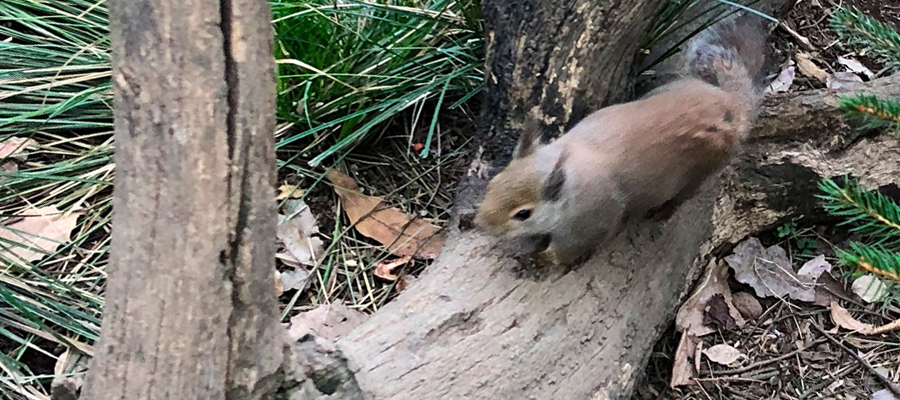 Picture of Japanese squirrel