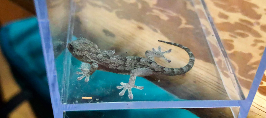Picture of Japanese gecko