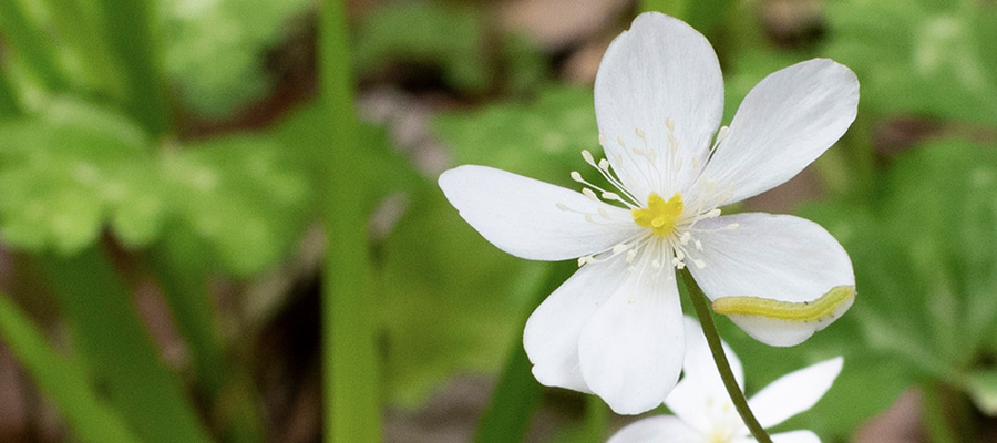 Picture of wind flower