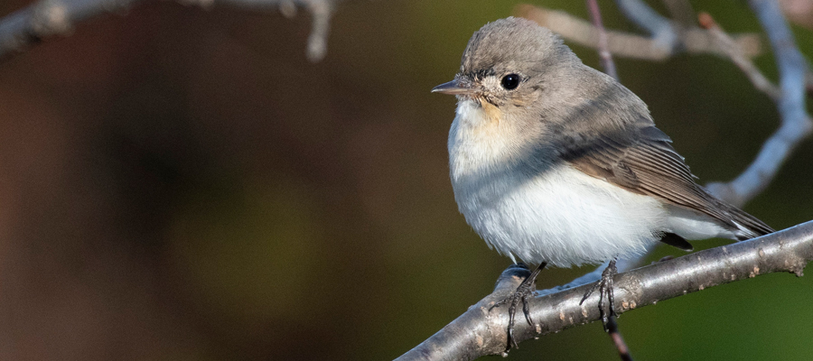 Picture of Red-breasted Flycatcher