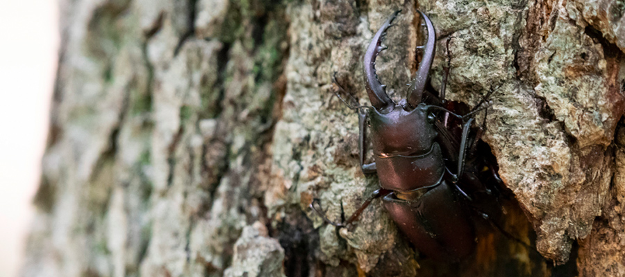 Picture of Sawtooth stag