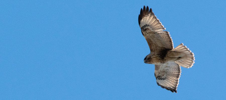 Picture of Eastern Buzzard