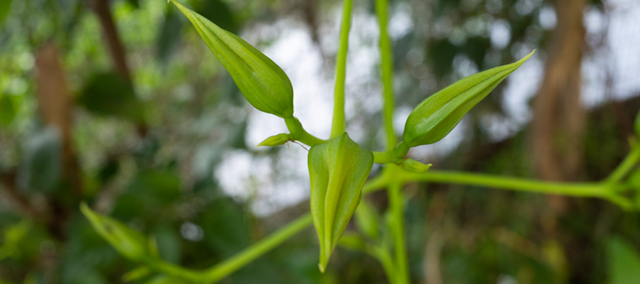 Picture of Chinese trumpet vine