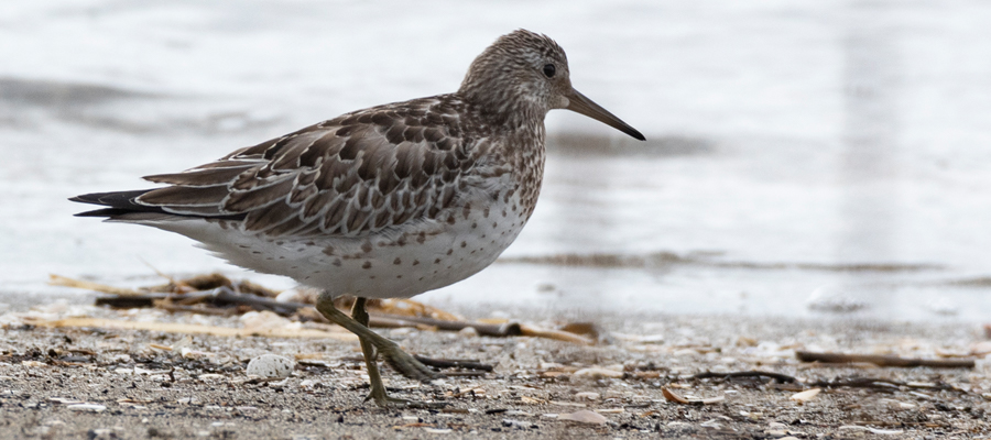 Picture of Great Knot