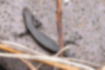 オガサワラトカゲの写真