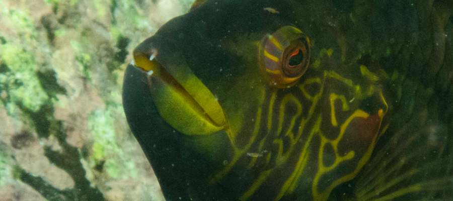 Picture of Cocktail wrasse