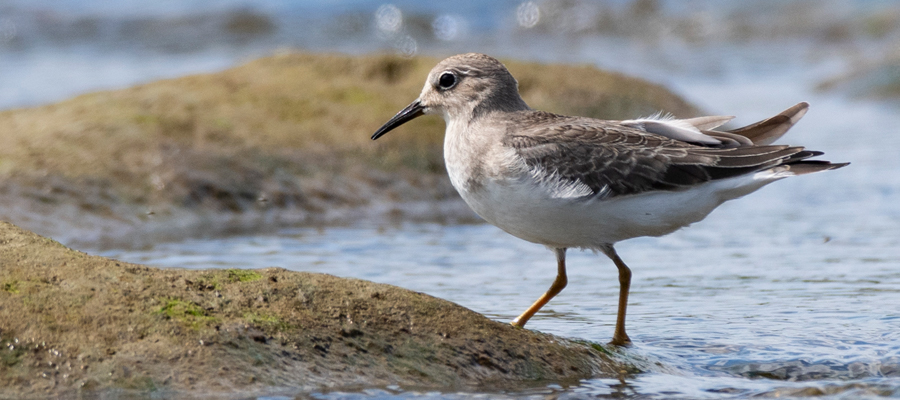 Picture of Temminick's Stint