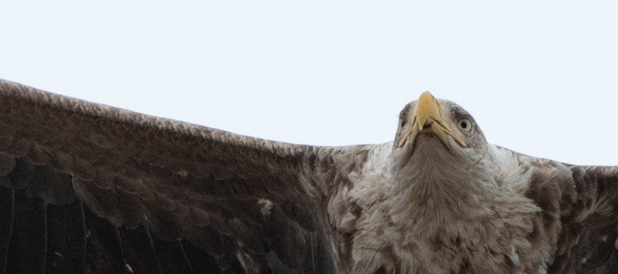 Picture of White-tailed eagle