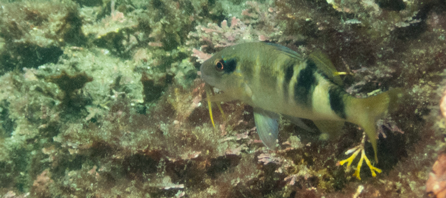 Picture of Manybar goatfish