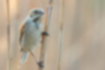 Common Reed Bunting