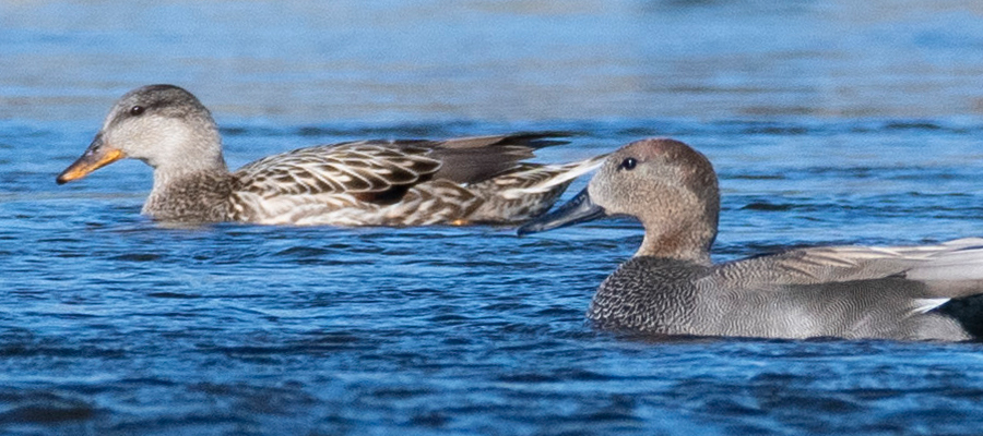 Picture of Gadwall